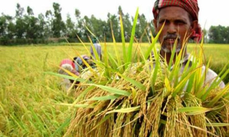গাইবান্ধায় বোরো ধানে বাম্পার ফলন, খুশি কৃষকরা