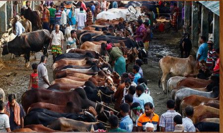 রাজধানীর যেসব স্থানে বসবে কোরবানির পশুর হাট
