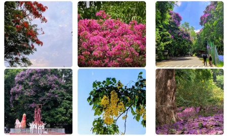 গ্রীষ্মের বাহারি ফুলে সেজেছে চট্টগ্রাম বিশ্ববিদ্যালয়