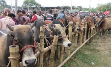 অনুমোদন ছাড়া রেললাইনের পাশে বসবে না পশুর হাট