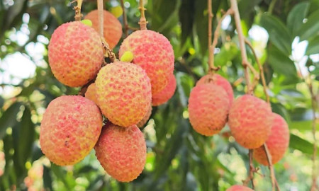 লিচু যখন শরীরের জন্য বিষ হয়ে ওঠে