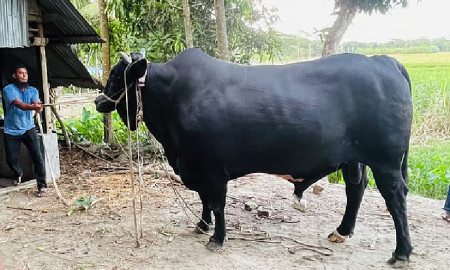 ঈদুল আজহায় খালেদা জিয়াকে ৩৫ মণ ওজনের ‘কালো মানিক’ উপহার দিতে চান কৃষক