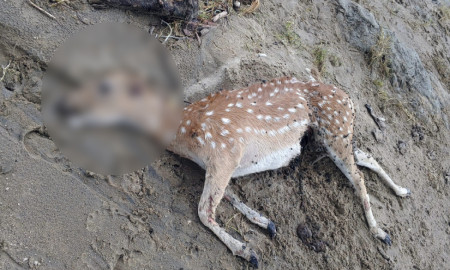 মনপুরায় জোয়ারের পানিতে ভেসে এল মৃত হরিণ