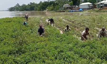 কুড়িগ্রামে টানা বৃষ্টি ও উজানের ঢলে তলিয়ে গেছে ফসলি জমি