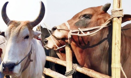 কোরবানির জন্য কেনা পশু বিক্রি করা কি জায়েজ? জানুন শরীয়তের বিধান কি