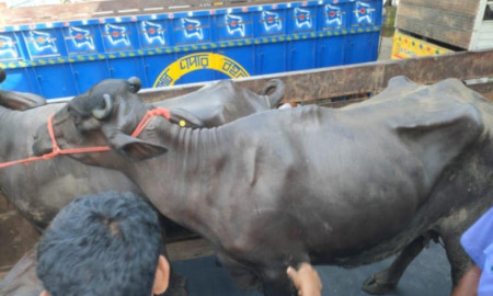 ভারত থেকে উন্নত জাতের ৯৫টি মহিষ আমদানি করল বাংলাদেশ