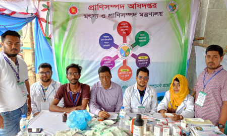 ঢাকার কোরবানির হাটে প্রথমবার বাকৃবি শিক্ষার্থীদের ভেটেরিনারি চিকিৎসা সেবা