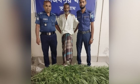 ৩৪ গাঁজার গাছসহ আটক ১