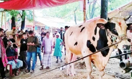 হাটে নজর কাড়ছে ‘ঘূর্ণিঝড় ফনি’, ১০ লাখ টাকায় বিক্রির প্রত্যাশা