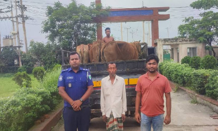 মাধবপুরে চুরি হওয়া ৬ গরু উদ্ধার, আটক ১