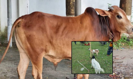 ঈদুল আযহা উপলক্ষে গোবিপ্রবি ক্যাম্পাসে কোরবানির আয়োজন