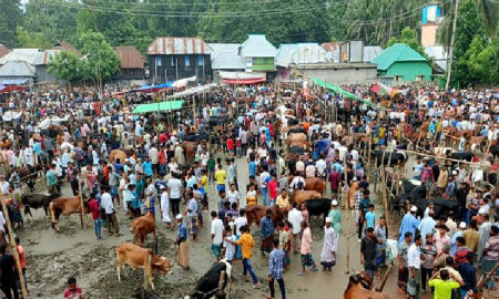 পিরোজপুরে পশুর হাটে উপচে পড়া ভিড়, নেই কাঙ্ক্ষিত ক্রেতা