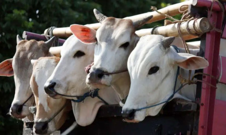 কখন কোরবানির পশু জবাই করবেন