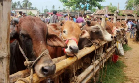 কোরবানির সংখ্যা কমেছে ১২ লাখ, ঢাকায় অর্ধেকের বেশি হ্রাস