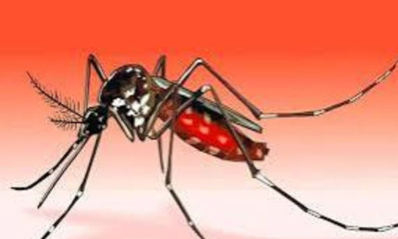 বরগুনায় ডেঙ্গু আক্রান্ত হয়ে একদিনে দুই জনের মৃত্যু