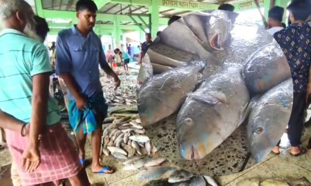 জেলের জালে ধরা পড়লো বিরল প্রজাতির টিয়া মাছ