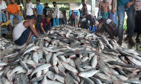 এক জালে মিলল ৪৩ মণ ইলিশ, বিক্রি ২০ লাখে