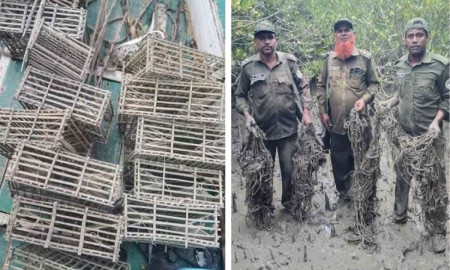 সুন্দরবনে হরিণ শিকারের ৬০০ ফাঁদ জব্দ