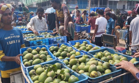 রাজশাহীতে গরমে পেকে নষ্ট হচ্ছে আম, বিপাকে বাগানি-বিক্রেতারা