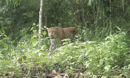 পার্বত্য চট্টগ্রামের বনে দেখা মিলল চিতা বাঘের