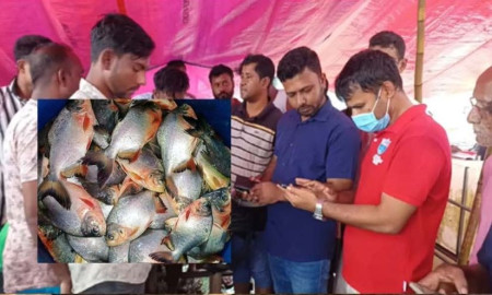 ব্রাহ্মণবাড়িয়ার নাসিরনগরে ৪০ কেজি পিরানহা জব্দ
