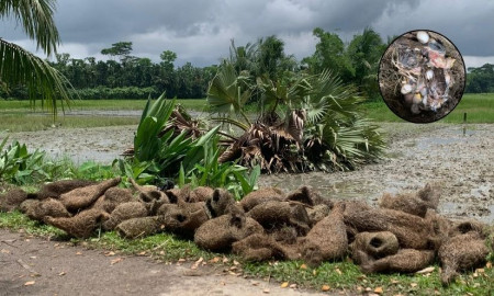 বাবুই পাখির আর্তনাদ শুনল না কেউ— এক করাত কেড়ে নিল শত জীবনের নীড়