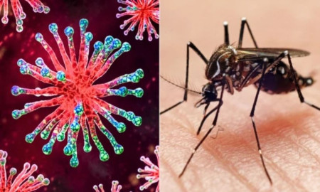 দেশে করোনা-ডেঙ্গুতে মৃত্যু ও আক্রান্তের সর্বশেষ অবস্থা জানাল স্বাস্থ্য অধিদপ্তর