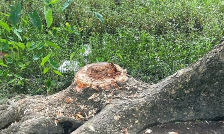 নেত্রকোনায় সরকারি স্কুলের গাছ কেটে নেওয়ার অভিযোগ