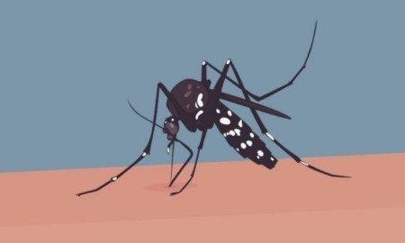 ২৪ ঘণ্টায় ডেঙ্গু সংক্রমণ বেড়েছে, আক্রান্ত কত?