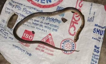ভোলায় সাপের কামড়ে বৃদ্ধের মৃত্যু