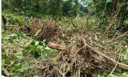 ভবন নির্মাণের জন্য কাটা হলো অর্ধশতাধিক গাছ, জানে না জাবি প্রশাসন