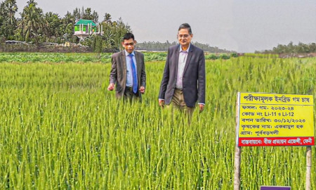 গাজীপুর-কৃষি-বিশ্ববিদ্যালয়ে-উচ্চ-লবণ-সহিষ্ণু-গমের-নতুন-জাত-উদ্ভাবন