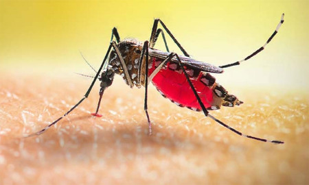 এক দিনে ডেঙ্গু শনাক্ত ২৯৪, এক বিভাগেই ১২৬ জন