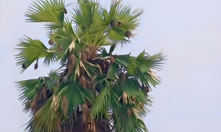 হারিয়ে যাচ্ছে বাবুই পাখির বাসা