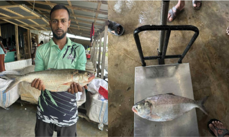 এক ইলিশের দাম ৭ হাজার ৭০০ টাকা, ওজন কত?