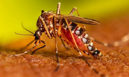২৪ ঘণ্টায় ডেঙ্গুতে আক্রান্ত ৩৯১, মৃত্যু এক