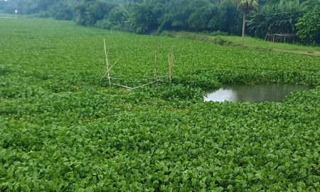ভেসাল জাল ও অবহেলায় মৃতপ্রায় কপোতাক্ষ, হুমকিতে পরিবেশ ও জনজীবন