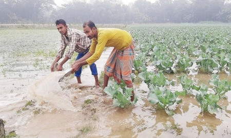 বৃষ্টির পানিতে ভাসছে সবজি চাষিদের স্বপ্ন