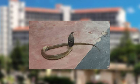 গোপালগঞ্জ বিশ্ববিদ্যালয়ের শিক্ষার্থীরা সাপ আতঙ্কে, কার্যকর পদক্ষেপ নেই প্রশাসনের