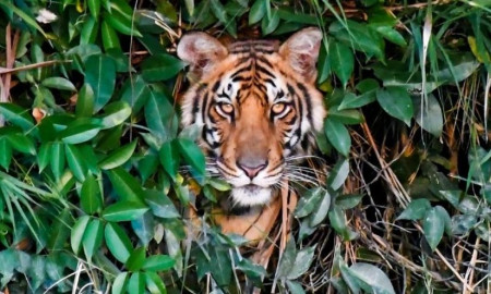 বাঘের সঙ্গে লড়াই সুন্দরবনে ২৫ বছরে প্রাণ গেল ৪২৫ জনের