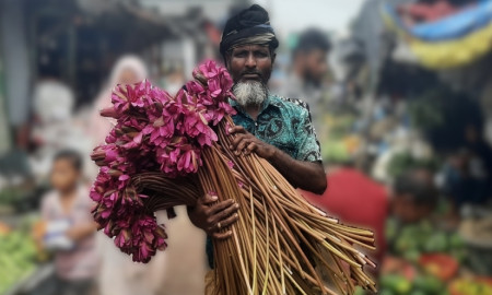চরাঞ্চলে বর্ষার উপহার শাপলা: সৌন্দর্যের পাশাপাশি জীবিকার ভরসা