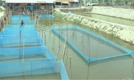 যশোরে টানা বৃষ্টিতে ৫০ কোটি টাকার রেণু পোনা নষ্ট, হ্যাচারি ব্যবসায় ধস