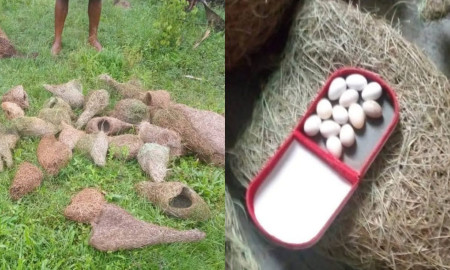 ভেঙে ফেলা বাবুই পাখির বাসা প্রতিস্থাপন করে দিল বনবিভাগ