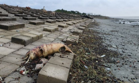 কুয়াকাটা সৈকতে ভেসে এলো বোটলনোজ প্রজাতির মৃত ডলফিন