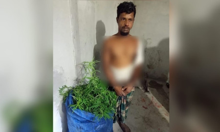 সবজির আড়ালে গাঁজা চাষ, ভাঙারি ব্যবসায়ী আটক