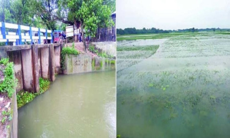 যশোরের এড়লের বিলে জলাবদ্ধতা, তিন হাজার বিঘা জমিতে হচ্ছে না আমন চাষ