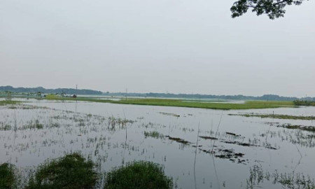 চৌগাছায় ৪ হাজার বিঘা জমির ফসল পানির নিচে, ব্যাপক ক্ষতির আশঙ্কা