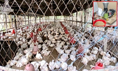 গাবা সমৃদ্ধ খাদ্যে কমবে ব্রয়লারের তাপজনিত মৃত্যুর ঝুঁকি: গবেষণা