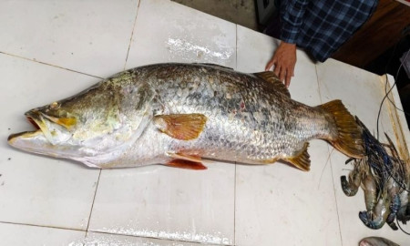 জেলের জালে ধরা পড়লো প্রায় ২২ কেজির কোরাল, বিক্রি প্রায় ৩৪ হাজারে