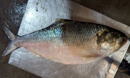 কুয়াকাটায় এক ইলিশ বিক্রি হলো ৫ হাজারে
